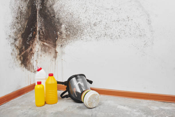 Best Mold Odor Removal Services  in College Station, TX